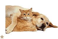American Pet Rescues Knoxville TN