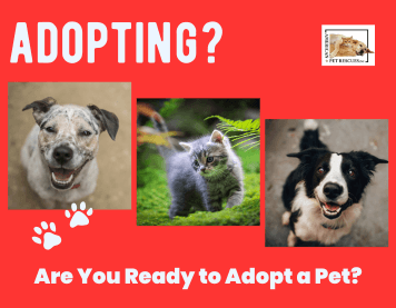 Are You Ready to Adopt a Pet?