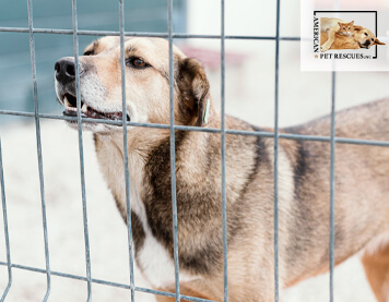 Common Reasons Why Dogs End Up in an Animal Adoption Centere
