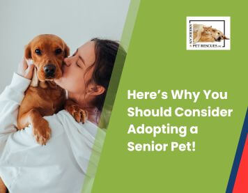Here’s Why You Should Consider Adopting a Senior Pet!