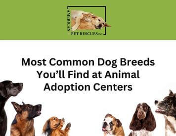 Most Common Dog Breeds You’ll Find at an Animal Adoption Center