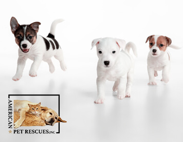 The Benefits of Rescuing Animals
