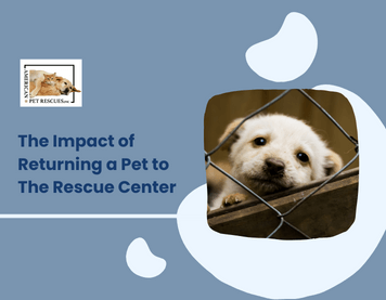 The Impact of Returning a Pet to The Rescue Center